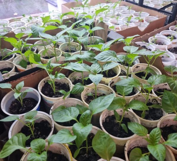 Пікірування без стресу: чому сіянці потрібно пересаджувати лише у вечірній&hellip;