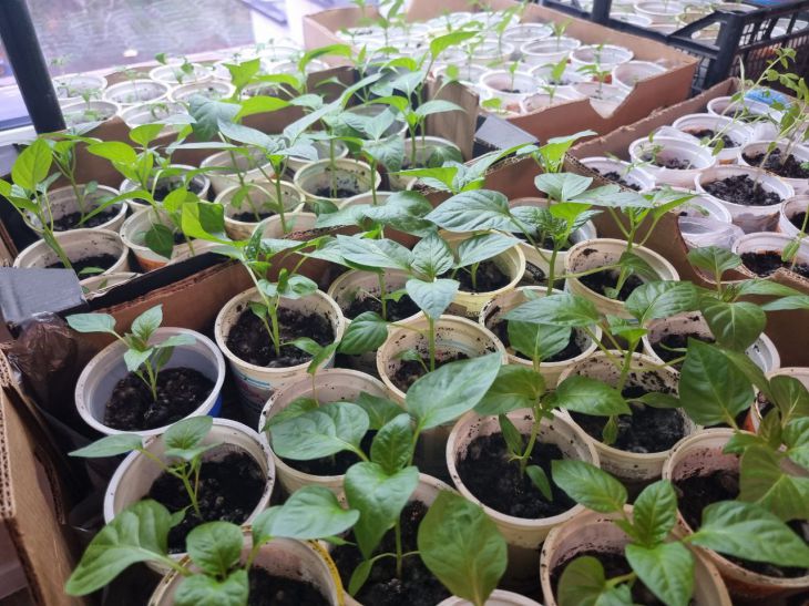 Пікірування без стресу: чому сіянці потрібно пересаджувати лише у вечірній час