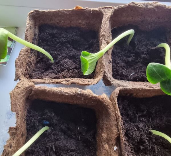 Перше підживлення: чим полити розсаду відразу після появи перших петельок