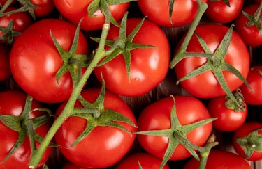 Зростання цін на помідори з теплиць: тижневий стрибок на 16%, огляд цін. 3