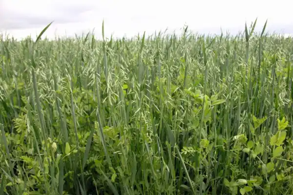 Віктор Філатов: "Природа регулює багато процесів", або Дійсні поради для землі, чергування культур і збору врожаю. 16