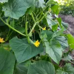 ГОЛОВНА 46 Як омолодити кущ огірка: коренева система скаже вам спасибі