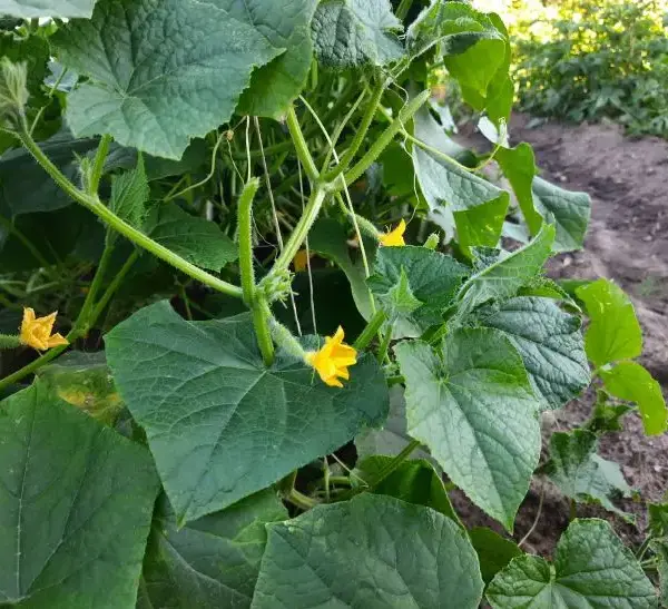 ГОЛОВНА 22 Як омолодити кущ огірка: коренева система скаже вам спасибі