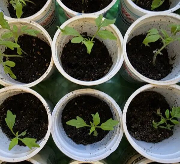 Без чорної ніжки: як поливати розсаду, щоб грибок оминув ваші…