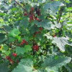 Чим підгодувати смородину навесні: відро картоплі під кущ