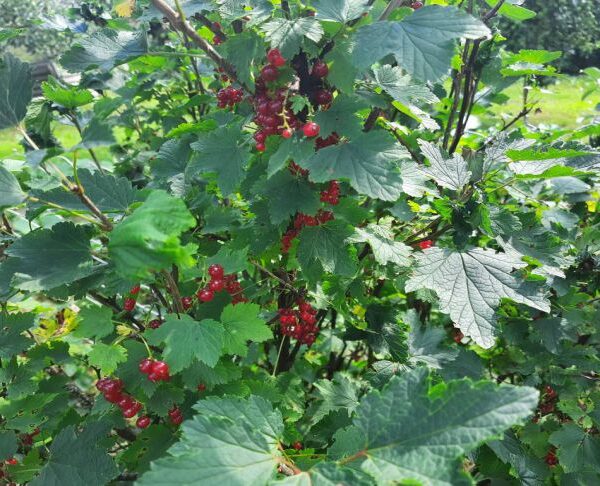 Чим підгодувати смородину навесні: відро картоплі під кущ