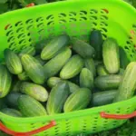 Як збирати огірки відрами: посадіть їх у бочку із сюрпризом