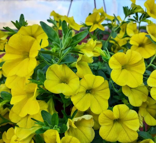 ГОЛОВНА 21 Коли пікірувати петунію: не запізніться, інакше розсада пропаде