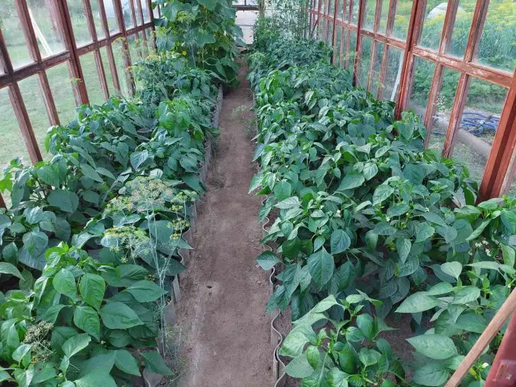 Як реанімувати розсаду перцю, якщо вона впала після заморозків