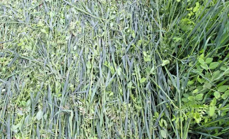 ГОЛОВНА 15 Віктор Філатов: “Природа регулює багато процесів”, або Дійсні поради для землі, чергування культур і…