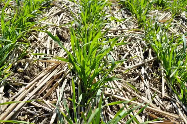 Віктор Філатов: "Природа регулює багато процесів", або Дійсні поради для землі, чергування культур і збору врожаю. 15