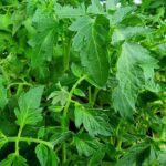 Переросла, що робити? Куди подіти довгі стебла при висадженні у&hellip;