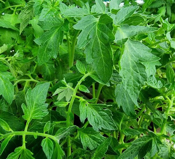 Переросла, що робити? Куди подіти довгі стебла при висадженні у&hellip;