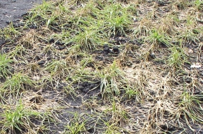 Розпушення ґрунту на полях озимих культур навесні 5