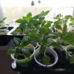 Не грішіть з водою: чому крижаний полив знищує розсаду швидше…