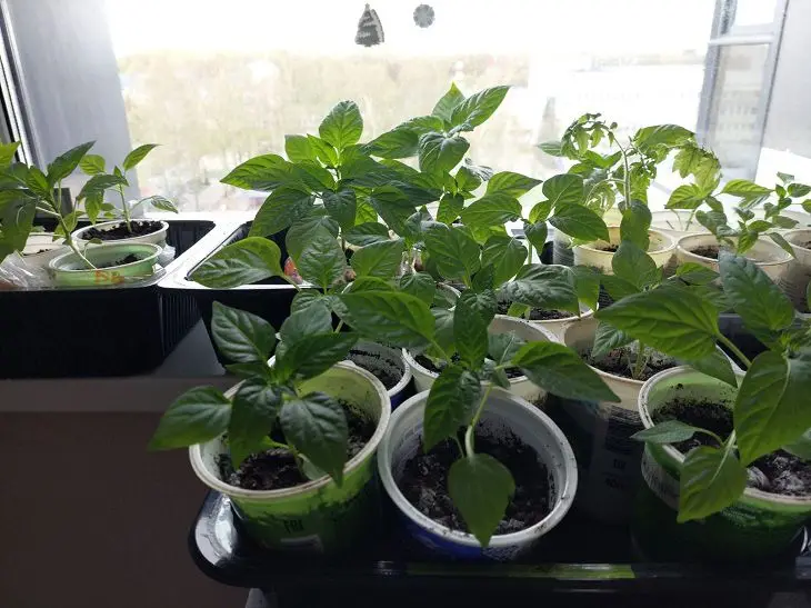 Не грішіть з водою: чому крижаний полив знищує розсаду швидше за будь-які хвороби