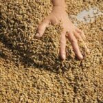 Засуха в Америці та Іран стимулюють ціни на українську пшеницю: поточна вартість