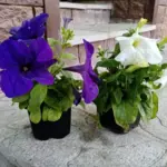 Як виростити петунію кулькою: одна таблетка та прищипка з науки