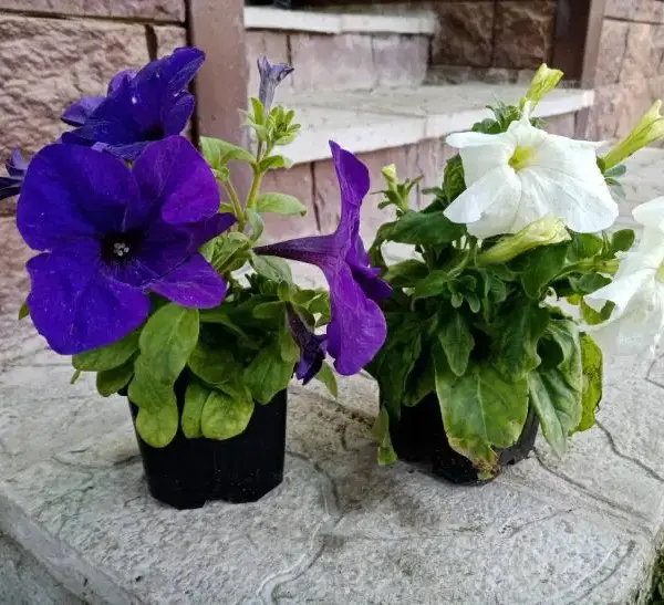 Як виростити петунію кулькою: одна таблетка та прищипка з науки