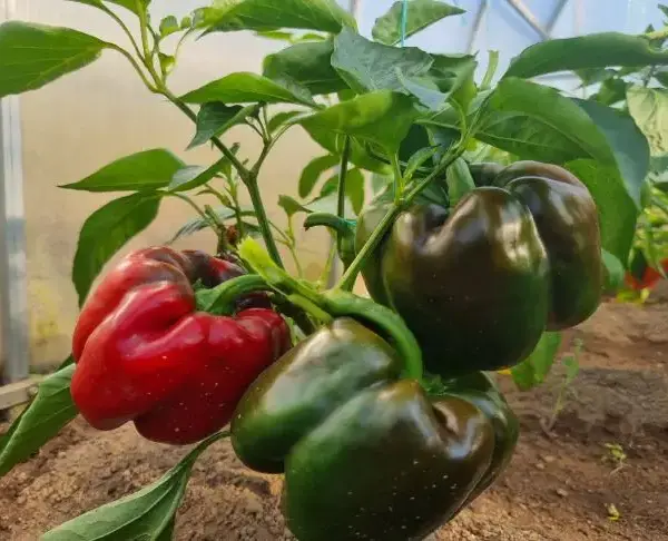 Як отримати товсті стінки перцю: підживлення, про яке мовчать у&hellip;