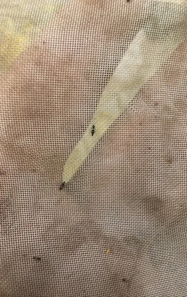 Віктор Філатов: "Природа регулює багато процесів", або Дійсні поради для землі, чергування культур і збору врожаю. 19