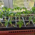 Розсада міцна і низька: коли включати фітолампу і скільки світла…