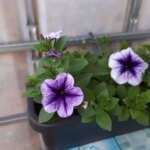 ГОЛОВНА 45 Чому петунія витягується: вмикаємо режим «Сонце» на підвіконні
