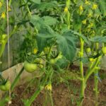 Коли садити помідори в ґрунт: термометр вам на допомогу, а…