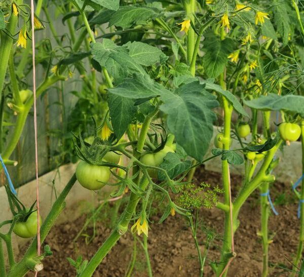 Коли садити помідори в ґрунт: термометр вам на допомогу, а…