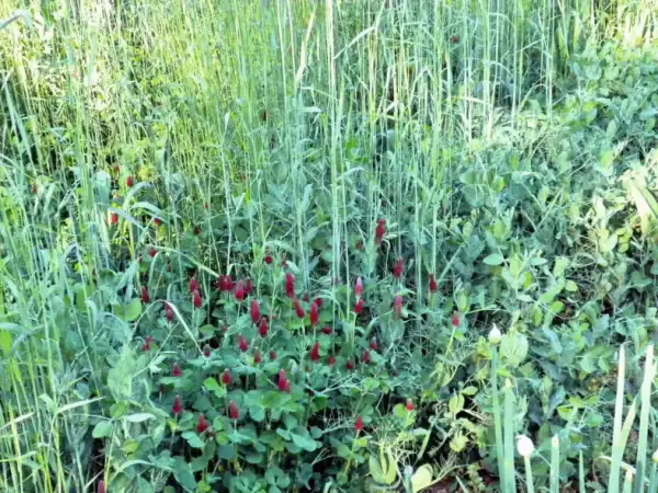 Віктор Філатов: "Природа регулює багато процесів", або Дійсні поради для землі, чергування культур і збору врожаю. 24