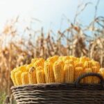 Близькосхідна війна: як це вплине на вартість української кукурудзи