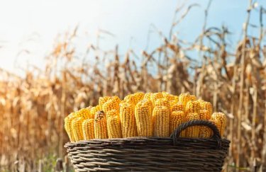 Близькосхідна війна: як це вплине на вартість української кукурудзи
