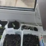 Холодне підвіконня: як врятувати коріння від переохолодження та загибелі