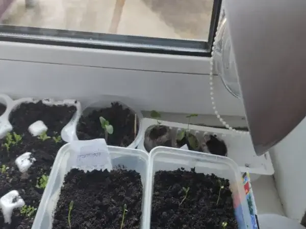 Холодне підвіконня: як врятувати коріння від переохолодження та загибелі