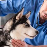 ГОЛОВНА 43 Ветеринарна терапія: чому плановий огляд кращий за екстрене лікування