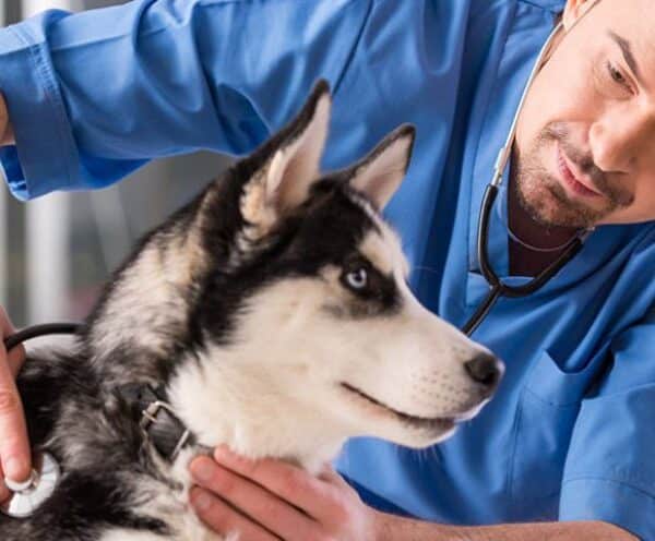 ГОЛОВНА 19 Ветеринарна терапія: чому плановий огляд кращий за екстрене лікування