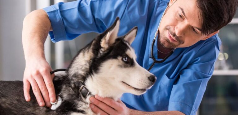 Ветеринарна терапія: чому плановий огляд кращий за екстрене лікування 1 Ветеринарна терапія: чому плановий огляд кращий за екстрене лікування 1