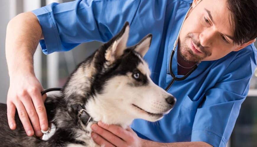 ГОЛОВНА 12 Ветеринарна терапія: чому плановий огляд кращий за екстрене лікування