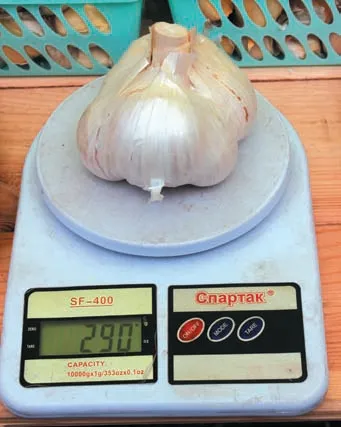 РОКАМБОЛЬ: часниково-цибулева дивина 8