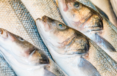 В Україні починається весняна заборона на рибальство — Delo.ua