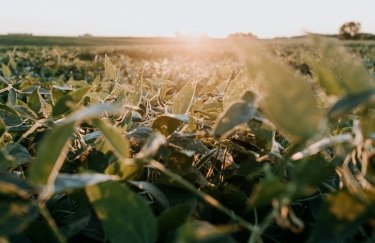 ГОЛОВНА 12 Зростаючий запит і недорога доставка стимулювали вартість української сої.