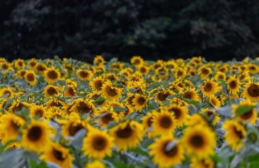 Очікується збільшення збору ріпаку та соняшнику в Україні.