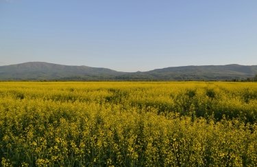 Ріпак дорожчає: Україна нарощує експортні ціни, як і на нафту — Delo.ua