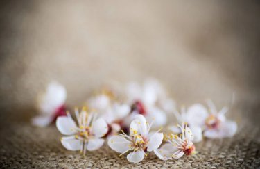 ГОЛОВНА 14 Морози знищили половину абрикосів: як справи у вишень, черешень та яблук