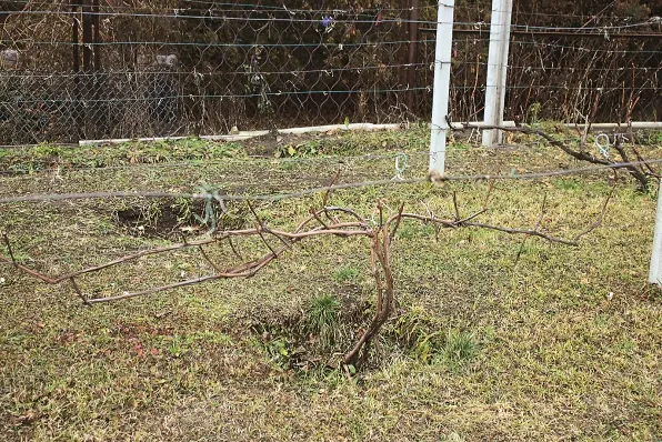 Стійкі до холоду види винограду для північних регіонів України 36