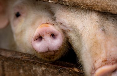 ГОЛОВНА 12 Вартість свиней в живій вазі з 13 по 19 квітня 2026 року.