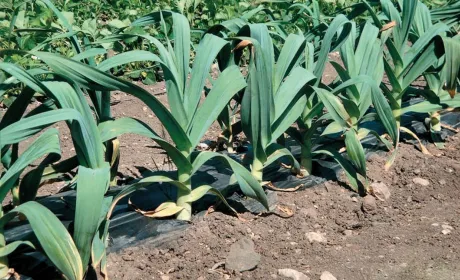 РОКАМБОЛЬ: часниково-цибулева дивина