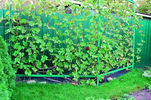 Стійкі до холоду види винограду для північних регіонів України 33