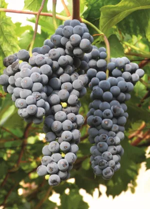 Стійкі до холоду види винограду для північних регіонів України 31