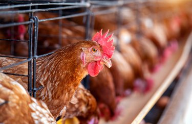 ГОЛОВНА 16 У Львівській області зведуть птахівничу ферму на пів мільйона курей
